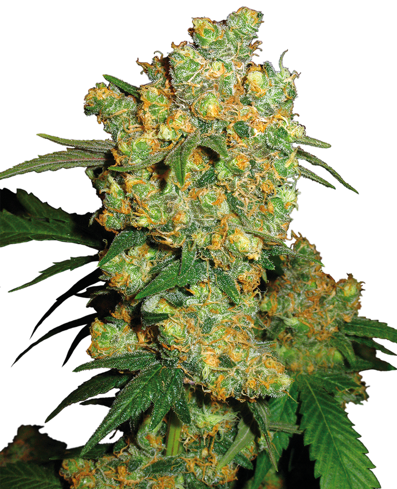 Big Bud Feminised Sensi Seeds