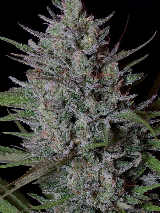 Don Biscotti Feminised Seeds