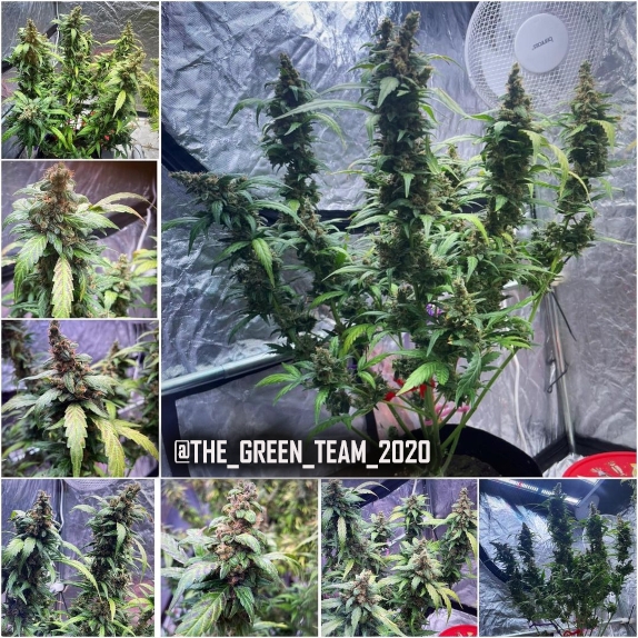 Peanut Butter Cookies Auto Feminised Seeds