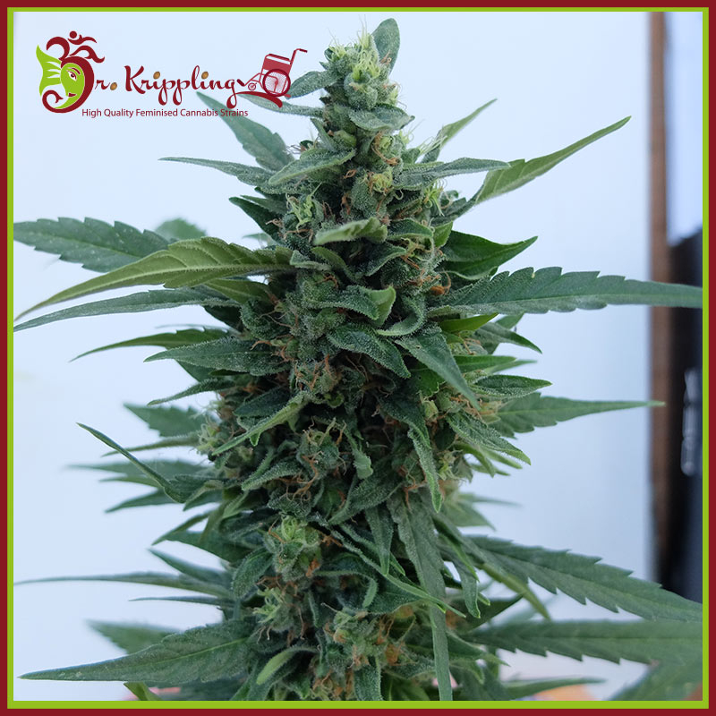 OG Kush Auto Feminised Seeds