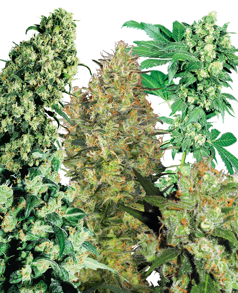 Indoor Mix (25 seeds) Feminised Seeds