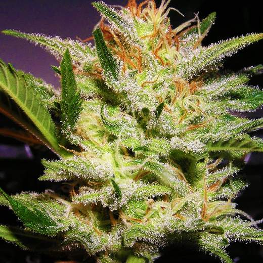 Amnesia Feminised Nirvana Seeds