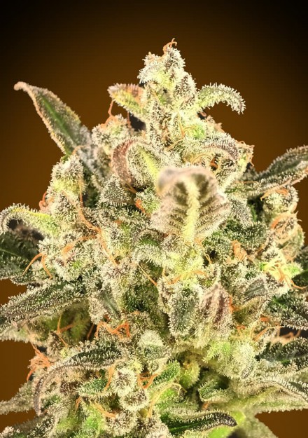 Auto Biodiesel Mass XXL Feminised Seeds