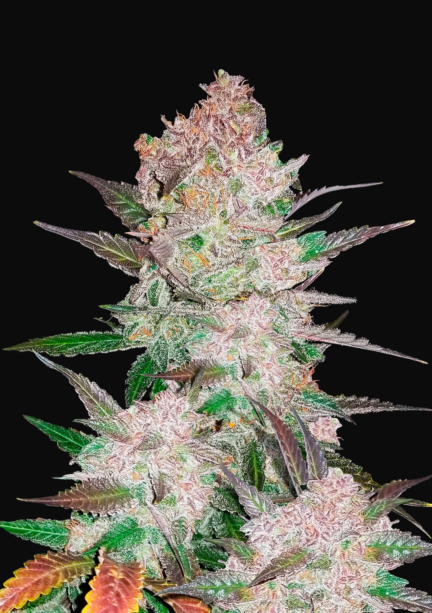 Cream Cookies Feminised Seeds