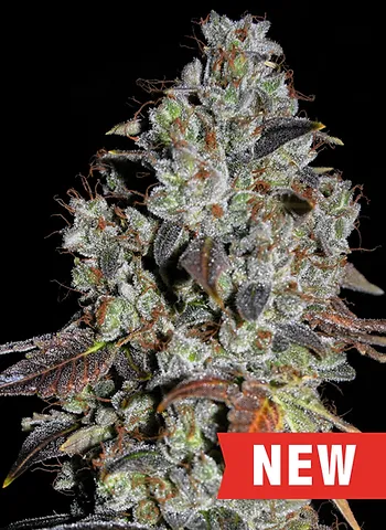 Jealousy Feminised Seeds