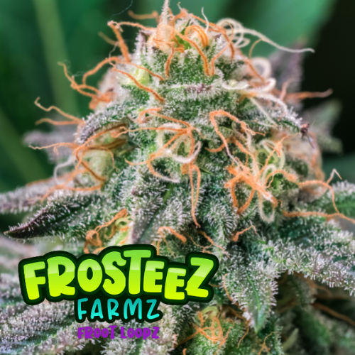 Froot Loopz Feminised Seeds