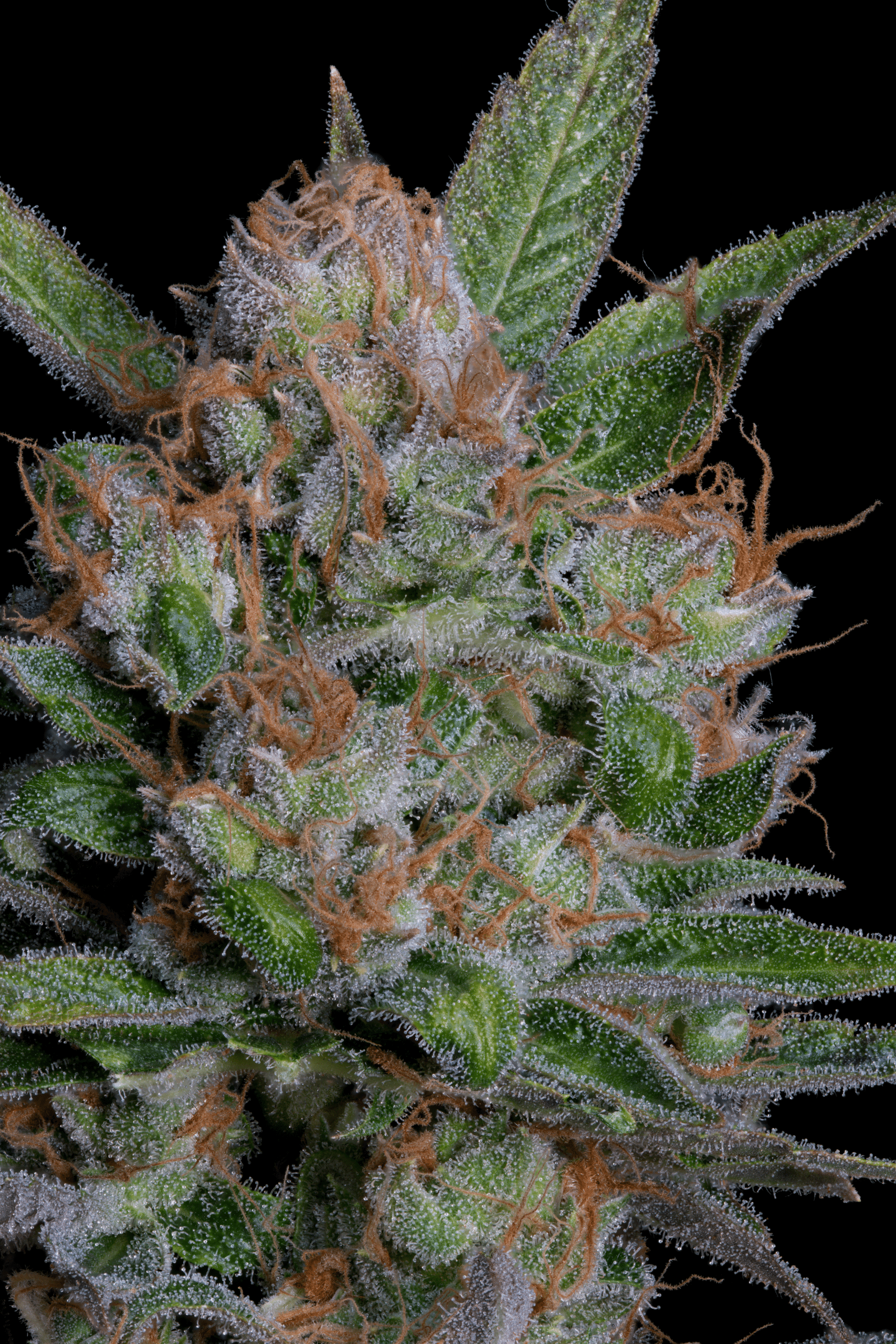 Sour Diesel Feminised Seeds