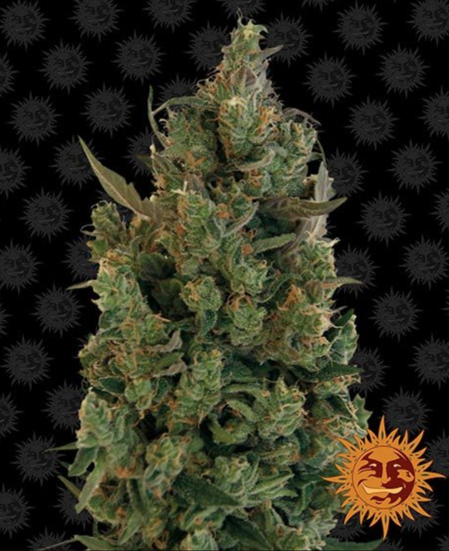 Blue Cheese Feminised Barney's Farm Seeds