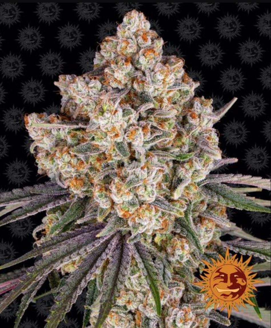 Ice Cream Cake Feminised Seeds