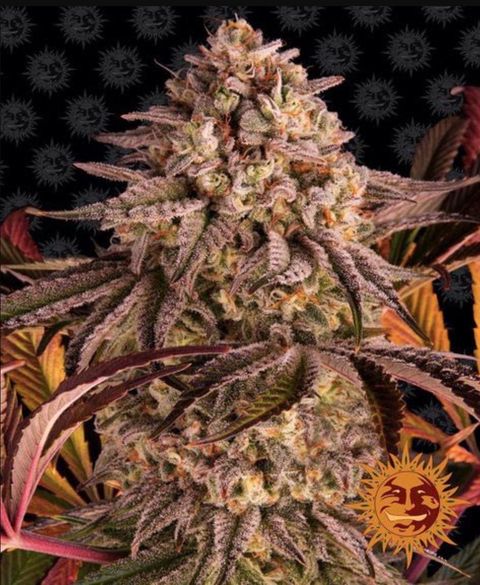 Blue Sunset Sherbert Feminised Barney's Farm Seeds