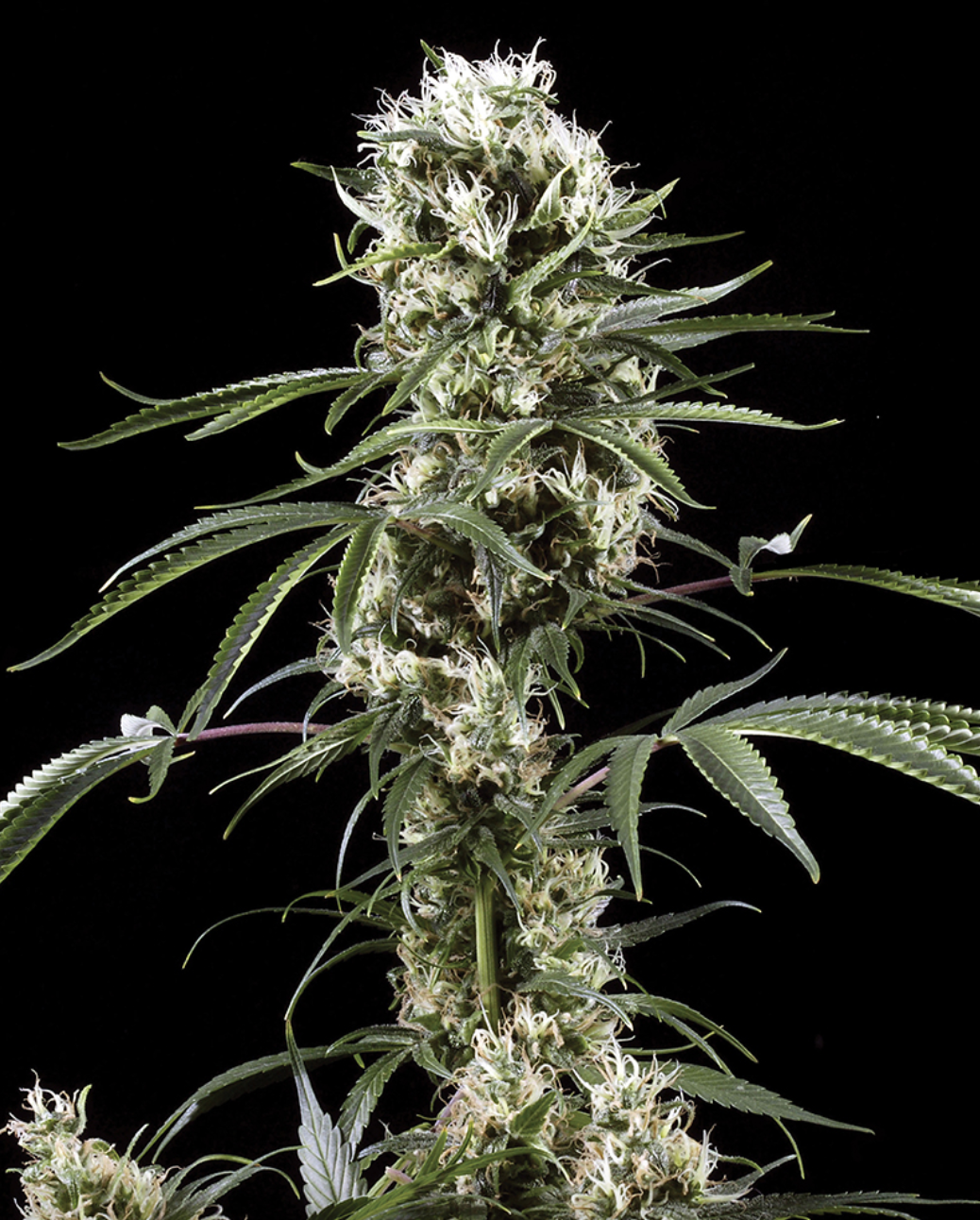 Super Lemon Haze Feminised Seeds