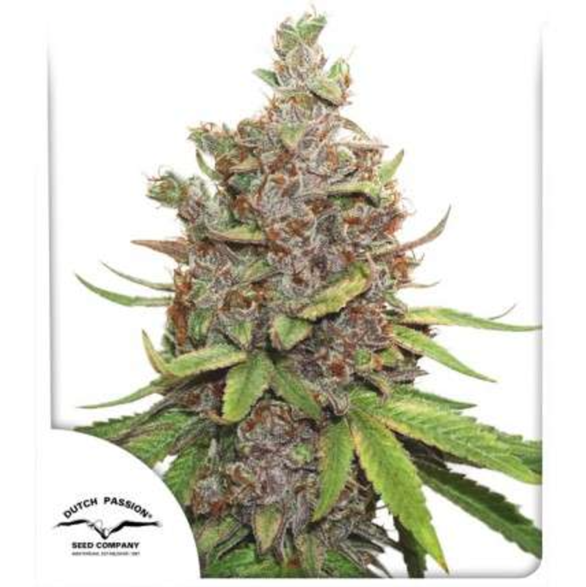 Auto Glueberry O.G.