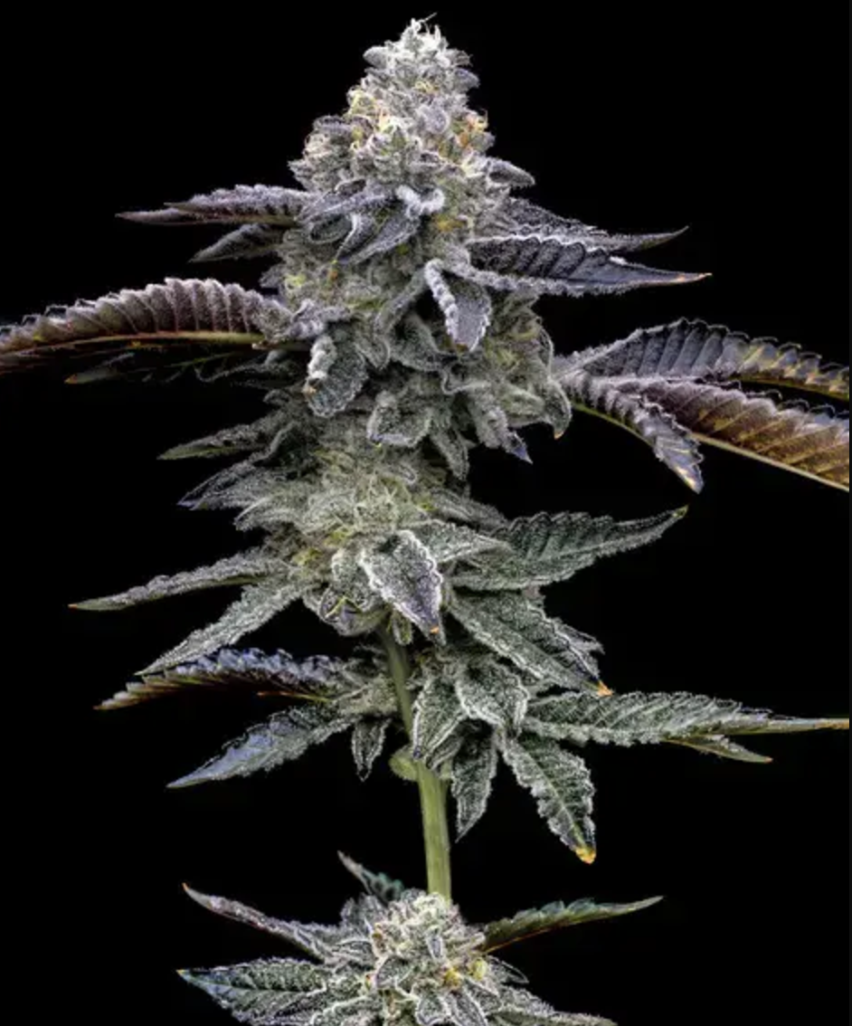 Blue Dream Feminised Barney's Farm Seeds