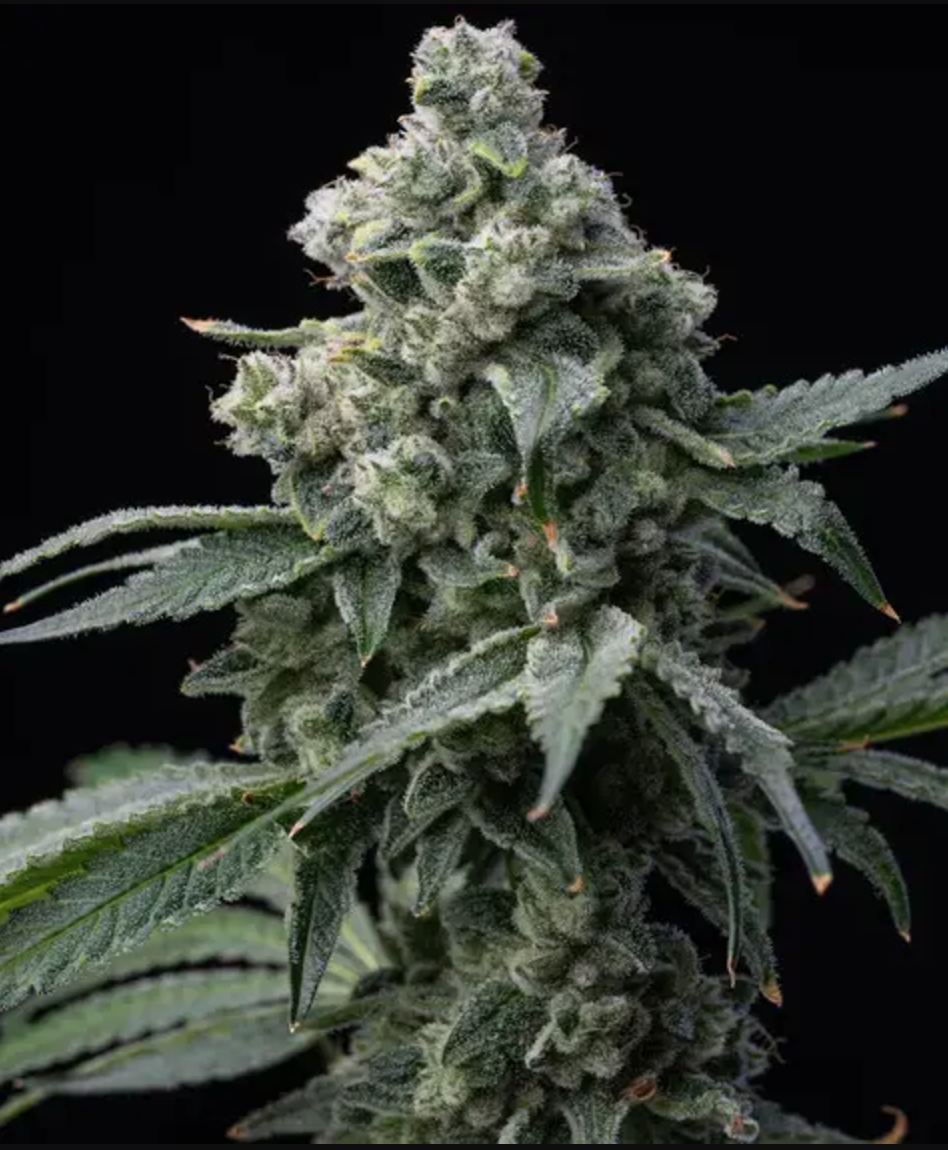 Bruce Banner Feminised Barney's Farm Seeds