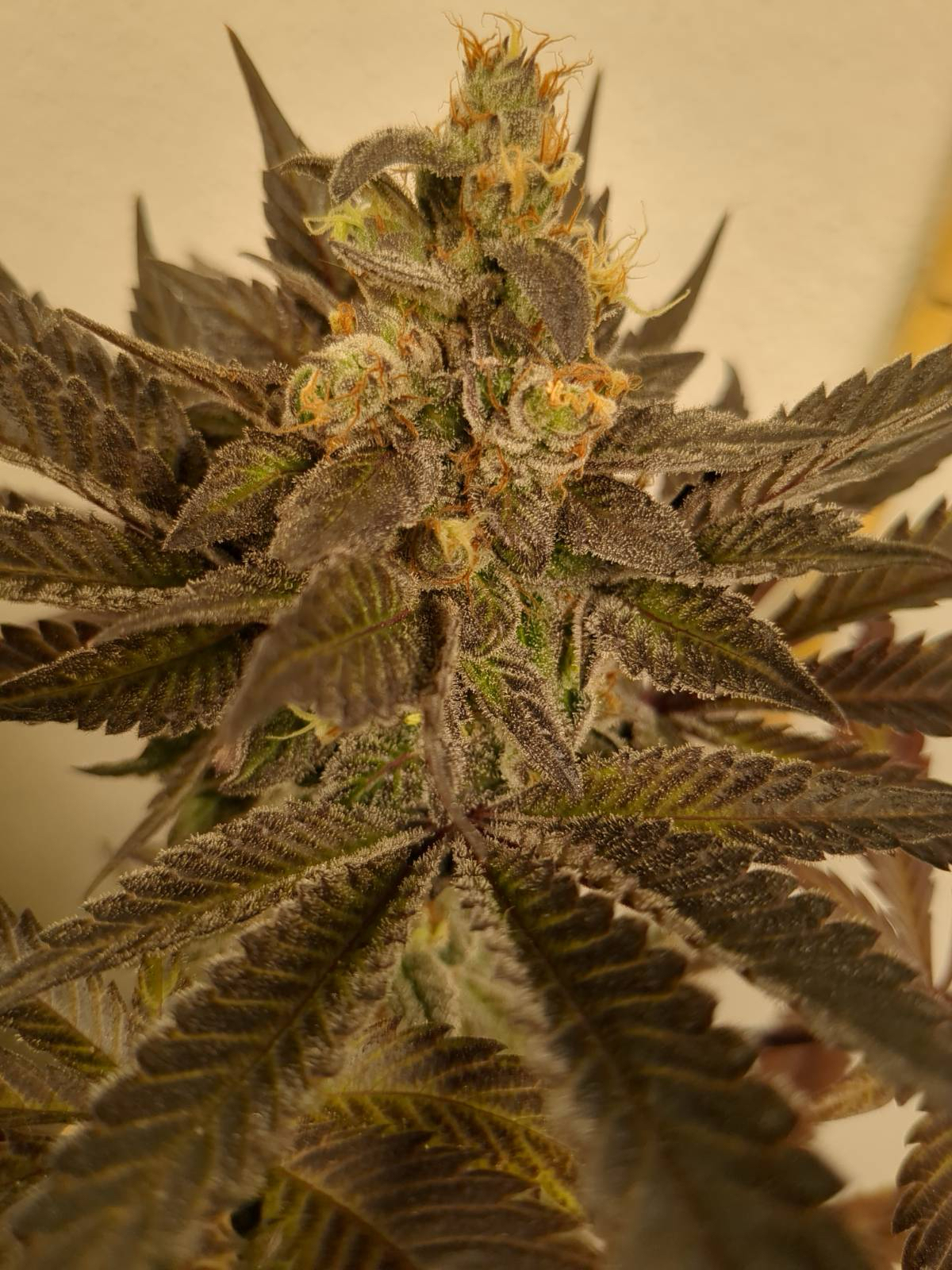 24K Gold Feminised Satdica Bulk Seeds