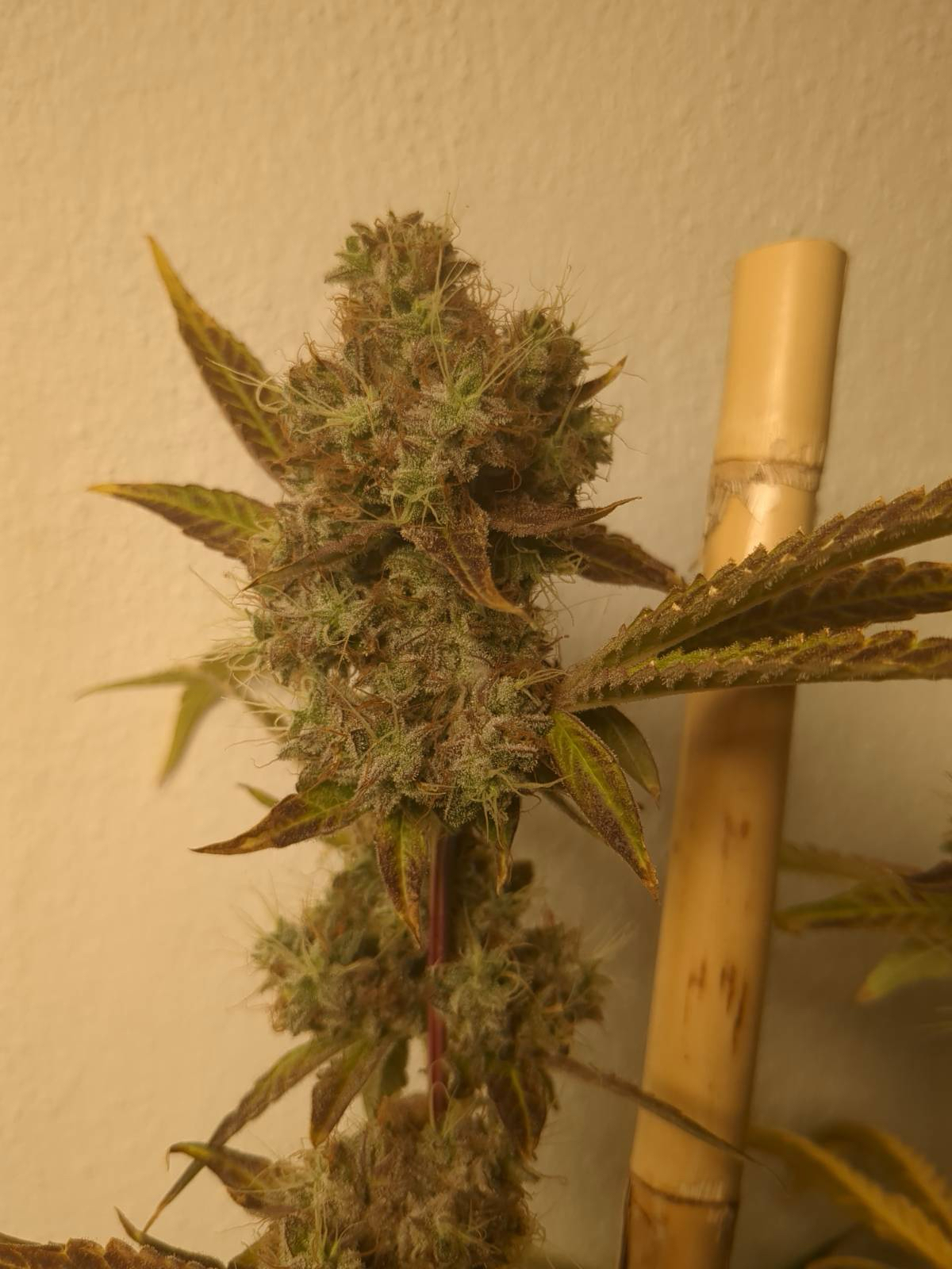 Apollo 11 Feminised Seeds