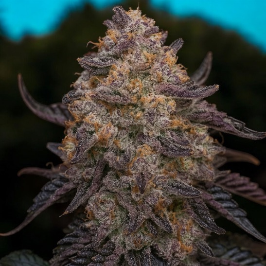 Blackwater Feminised Seeds