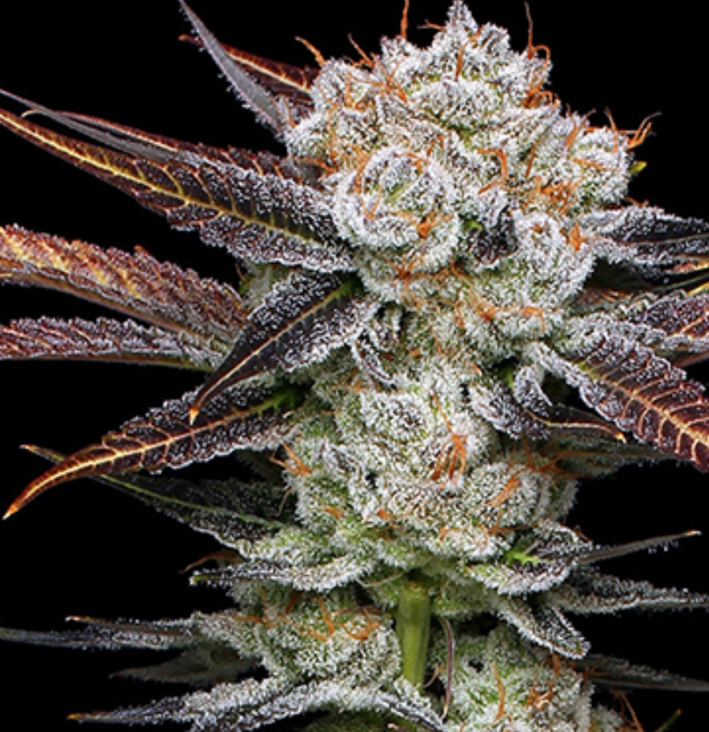 Banana Punch Feminised Seeds