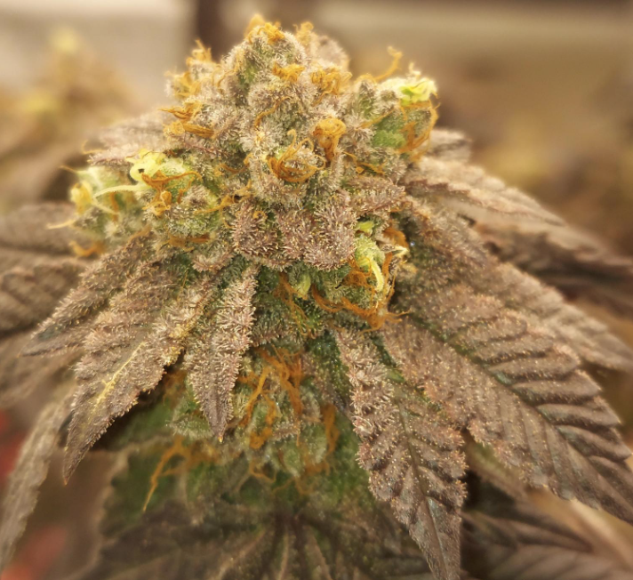 RS11 Feminised Seeds