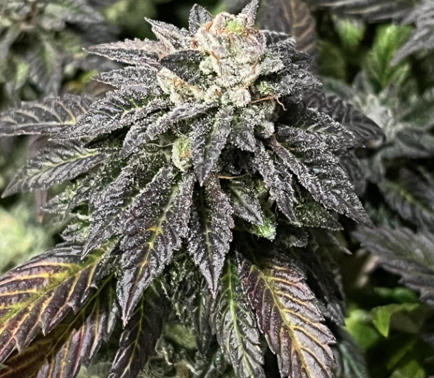 London Pound Cake Feminised Seeds