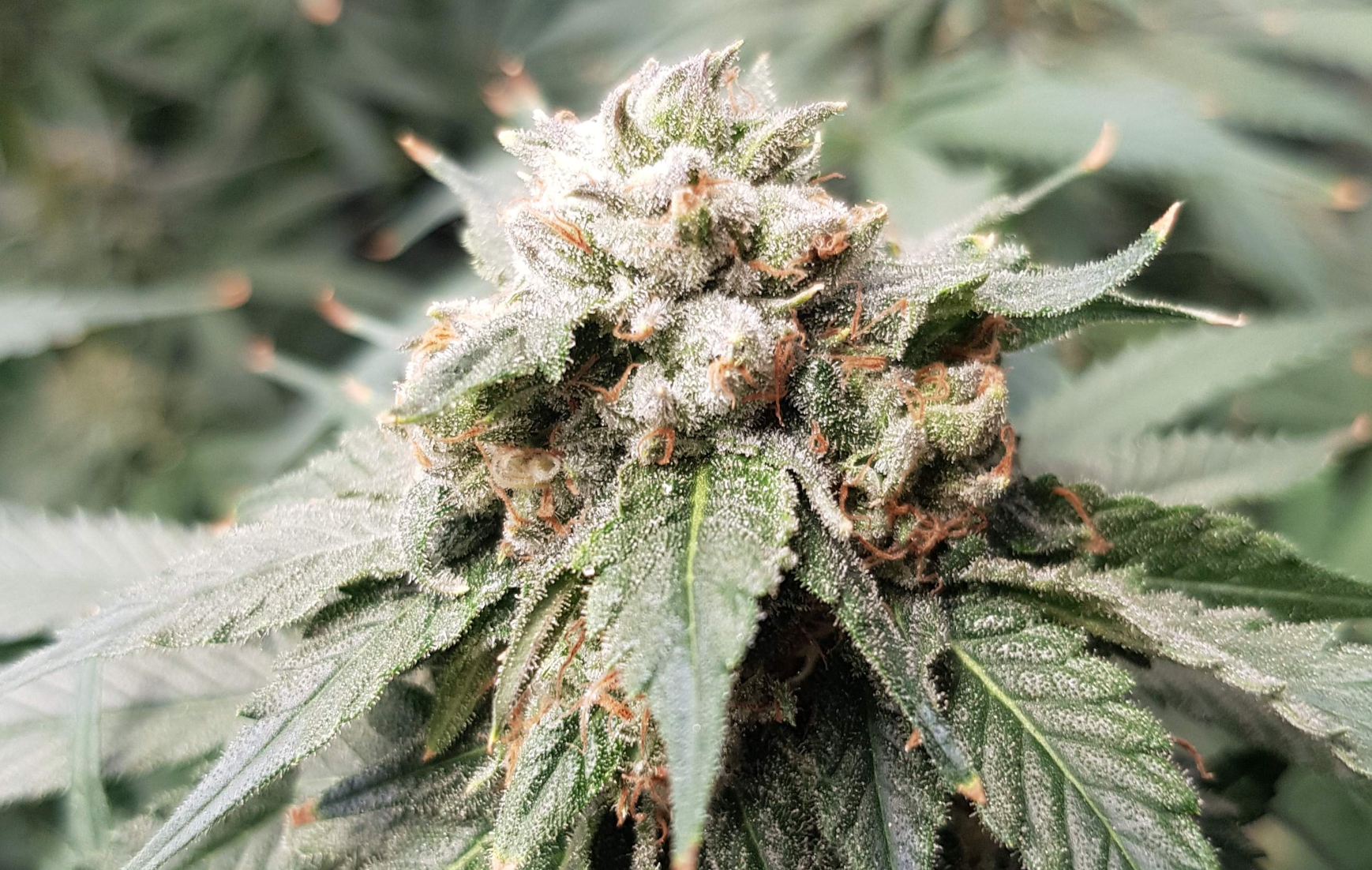 Rainbow Cake Zkittlez Feminised Seeds