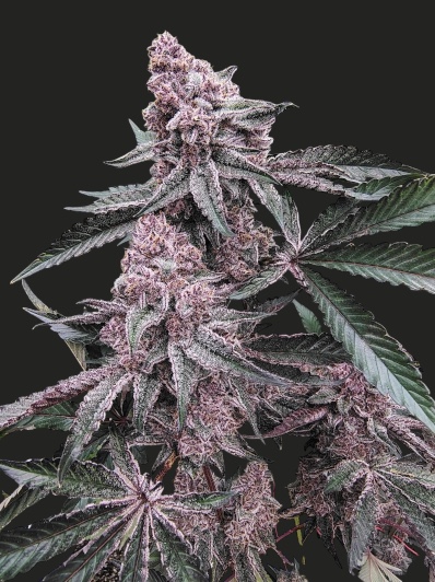 Frozen Black Cherry OG Feminised Seeds