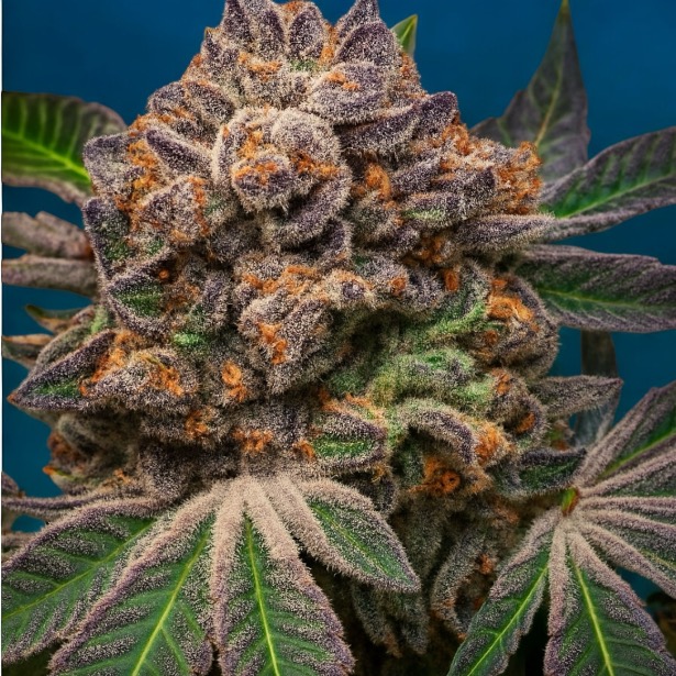 Cherry Mac Muffin Feminised Seeds