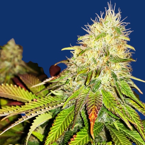 Maple Leaf Indica Feminised Seeds