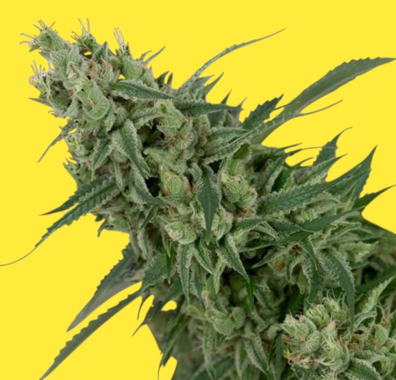 Double Tangie Banana cannabis strain by Freedom of Seeds
