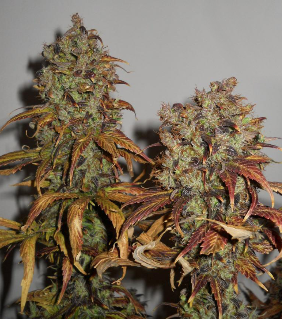 Mango Regular Seeds