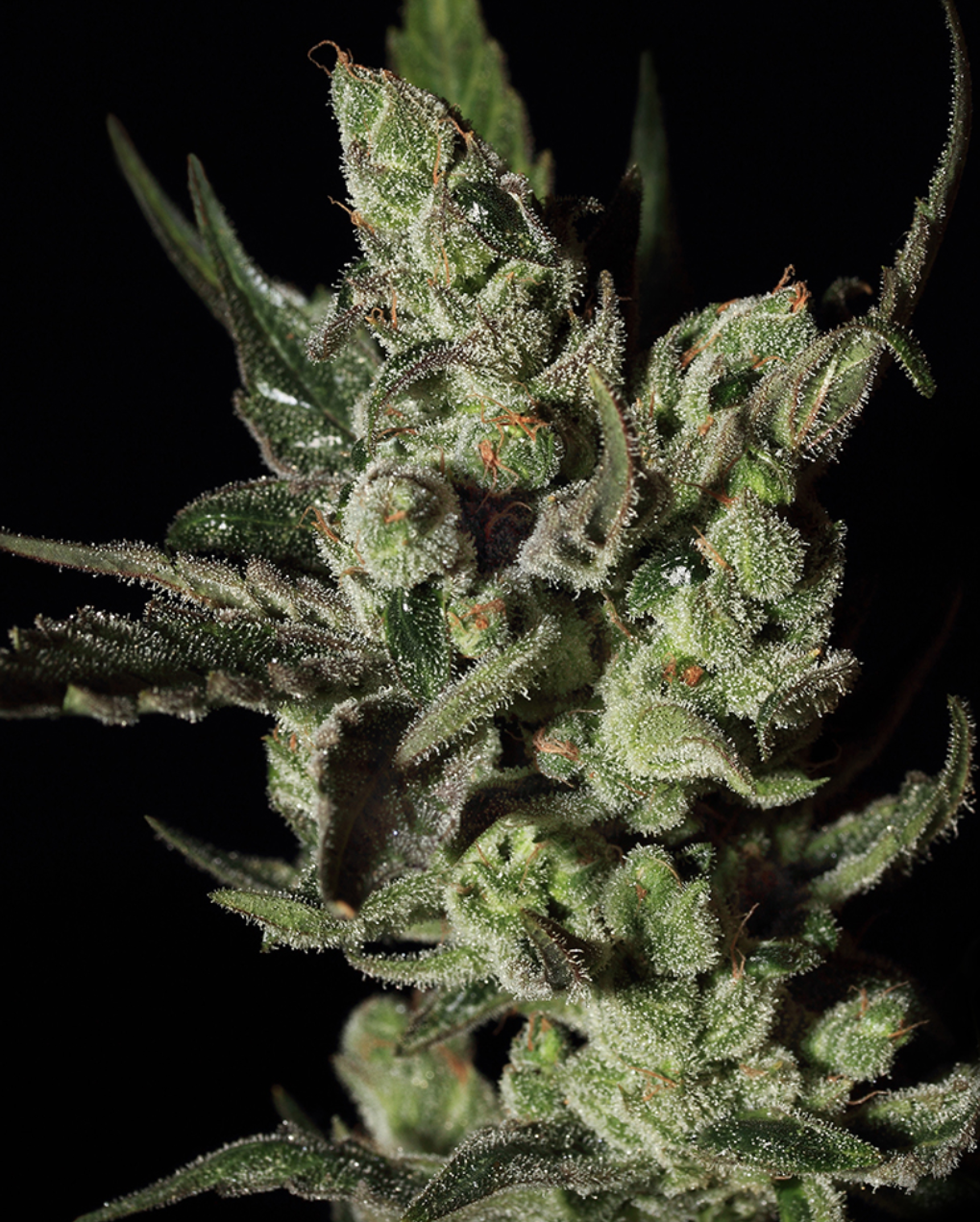 Exodus Cheese Feminised Seeds