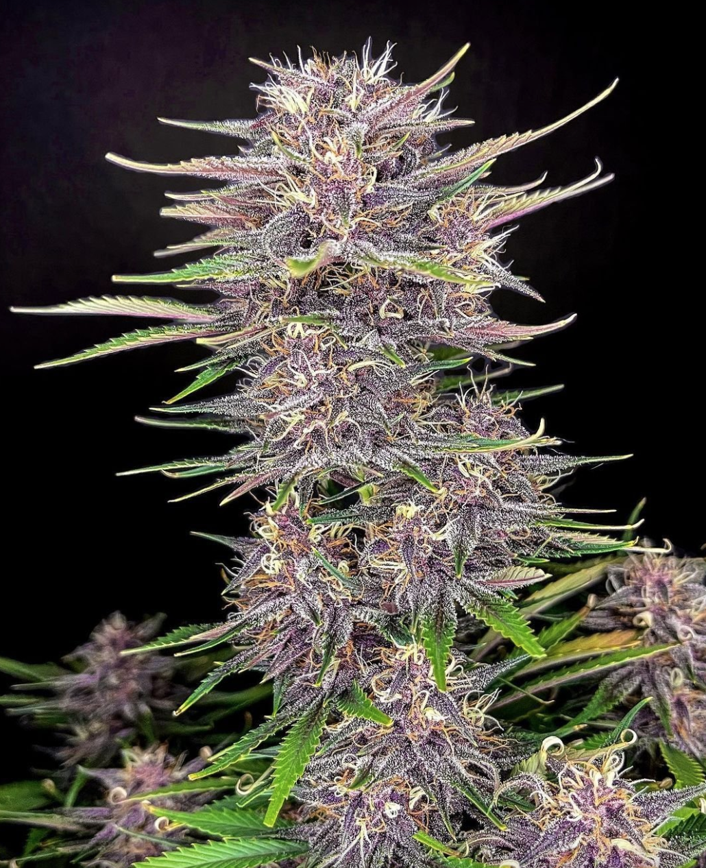 Banana Purple Punch Feminised Seeds