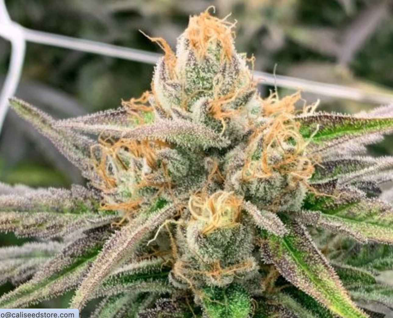 Cougar Piss Feminised Seeds
