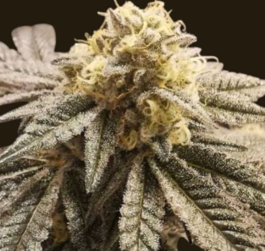 CEREAL MILK Feminised Seeds
