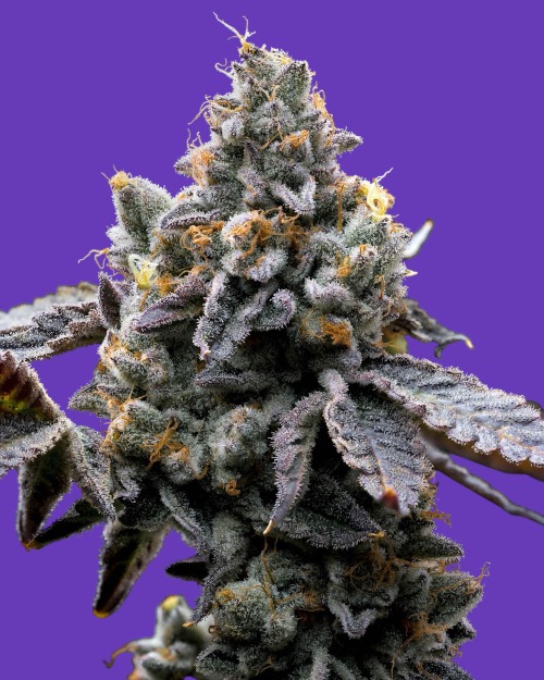 GMO Cookies Triploid Seeds