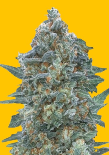 AUTO CRITICAL LEMON CBD