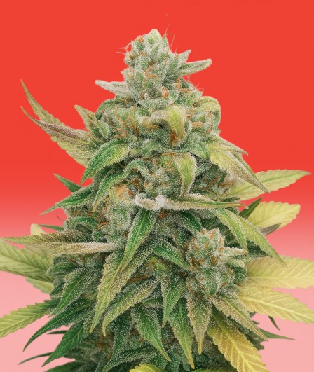STRAWBERRY CAKE AUTO CBD Feminised Seeds