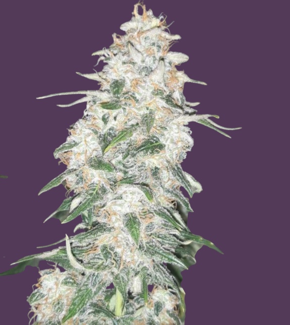 Apple Betty Feminised Seeds