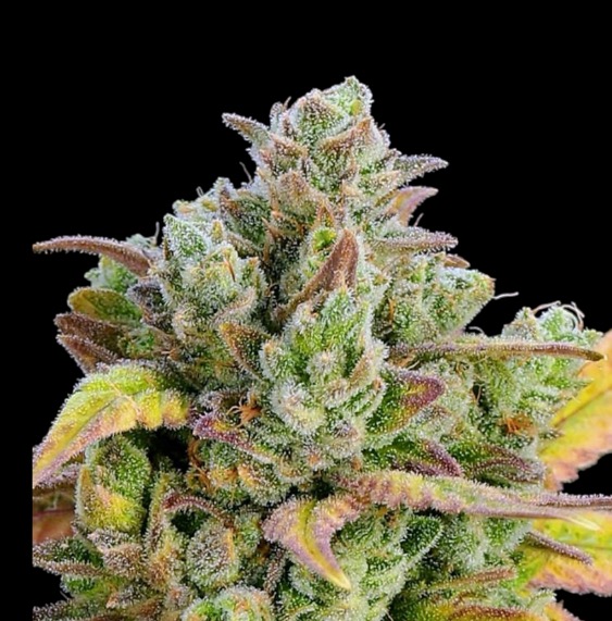 HONEY FRIED BANANAS FEMINISED SEEDS