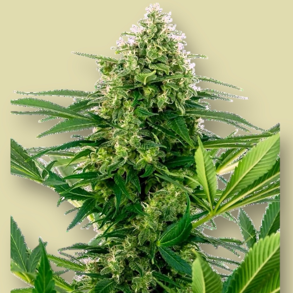 Papaya Frosting Feminised Seeds