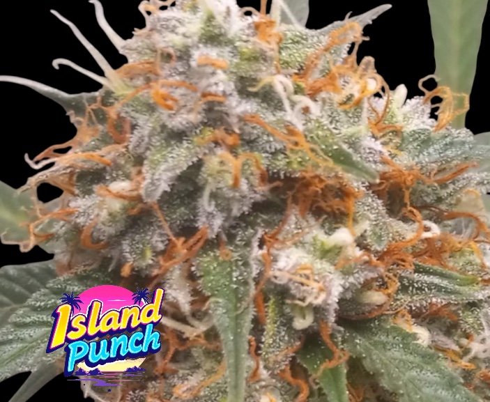 Island Punch Feminised Seeds