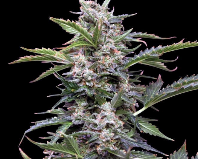 Neville’s Haze cannabis strain by Freedom of Seeds