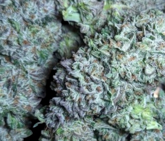 Washing Machine Feminised Seeds