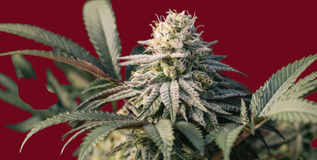 Lemon Cherry Runtz Feminised Seeds