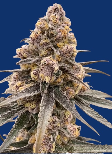 Slurri Boof cannabis strain by Freedom of Seeds