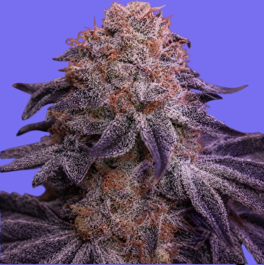 Cherry Gar-See-Yaa Triploid Feminised Seeds