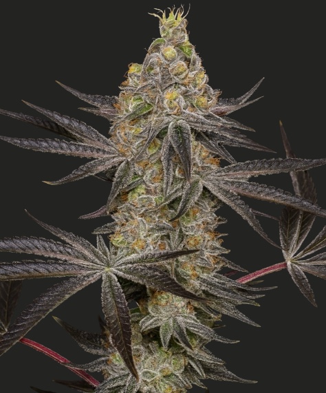 Super Boof cannabis strain by Freedom of Seeds