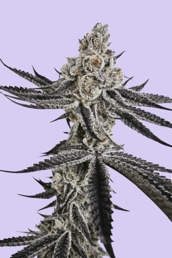 Polar Dusk cannabis strain by Freedom of Seeds